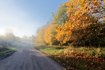 Obraz premium autumn in the park