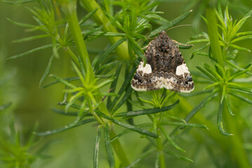 Ackerwinden-Trauereule (Tyta luctuosa)