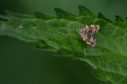 Brennnessel-Spreizflügelfalter (Anthophila Fabriciana)