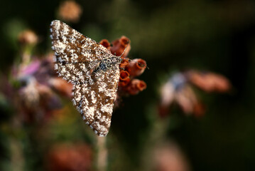 Heidespanner (Ematurga atomaria)
