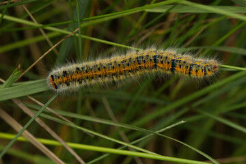 Kleespinner (Lasiocampa trifolii)
