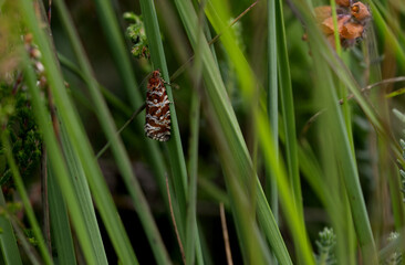 Phiaris schulziana (Phiaris schulziana)