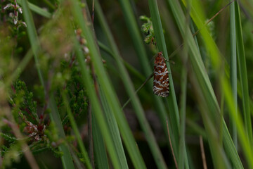 Phiaris schulziana (Phiaris schulziana)