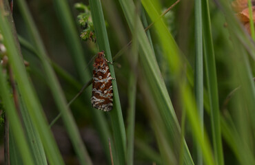 Phiaris schulziana (Phiaris schulziana)