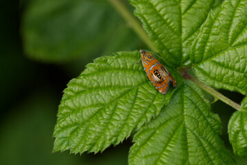 Prachtwickler (Olethreutes arcuella)