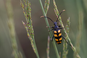 Vierbindiger Schmalbock (Leptura quadrifasciata)