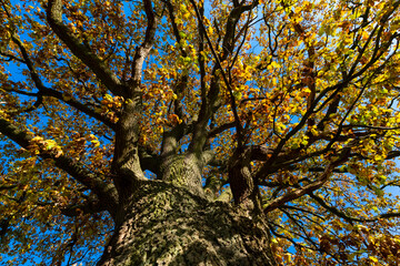 Big old Oak Tree (Quercus) in Sauerland Germany near Menden Oesbern and Arnsberg, a rural...