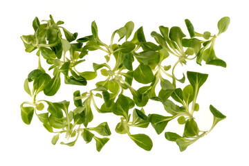 Valerian leaves salad, corn salad, lamb's lettuce isolated on white background in top view