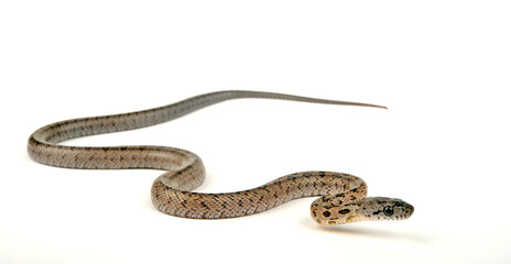Baird's rat snake // Bairds Kletternatter (Pantherophis bairdi)