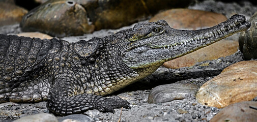 Australian crocodile's head. Latin name - Crocodylus johansoni	