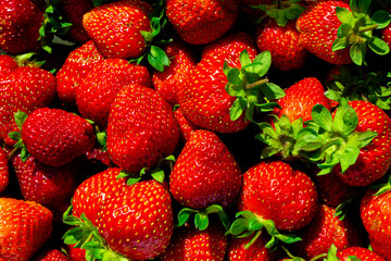 Red ripe harvested strawberries. Close-up, top view.