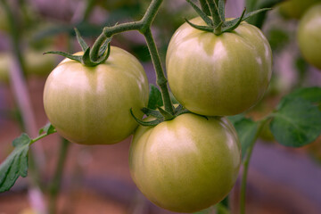 Beautiful green tomatoes, ripe in the greenhouse. A photo of a tomato with a shallow depth of field.