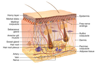 Human skin anatomy, transparent cross-section with skin receptors, 3D medical illustration