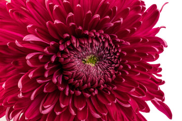 Red chrysanthemum flower isolated on white background.