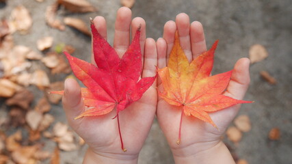A child holding red maple leaves in her tiny hands