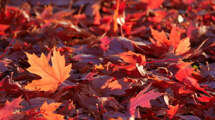 Autumn colourful red maple leaves