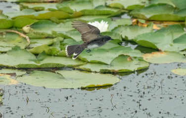 An Eastern Kingbird flies over a pond of water lilies 