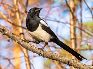 magpie
