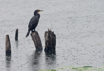 A cormorant perches on a stump in the rain