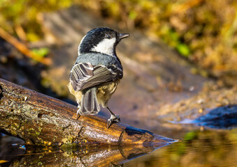 black tit