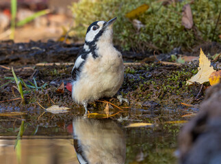 spotted woodpecker