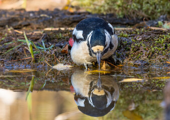 spotted woodpecker