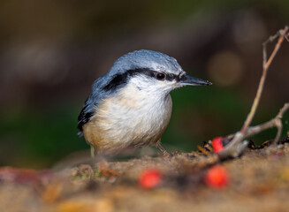 nuthatch