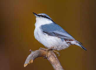 nuthatch