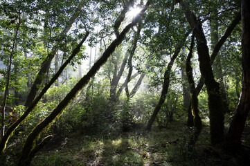 Forest trees with light