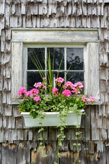 Old restored A-Frame clapboard barn on the Maine coast shows off it's beauty in summer with flowers and flower boxes - 468814789