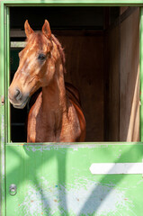 馬のいる暮らし