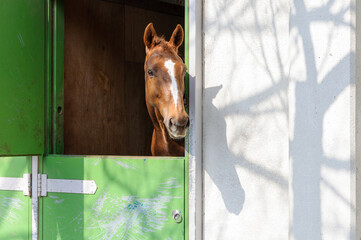馬のいる暮らし