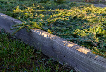 Beds made of boards for growing vegetables, winter garlic and onions, covered with coniferous branches before winter frosts.