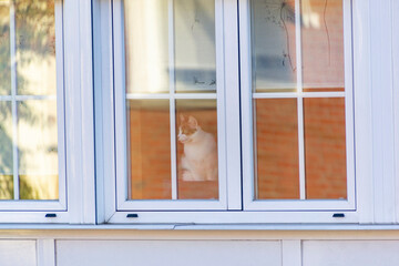 White and brown cat sitting looking at the street through the glass of a building window in Madrid, Spain. Europe. Horizontal photography.