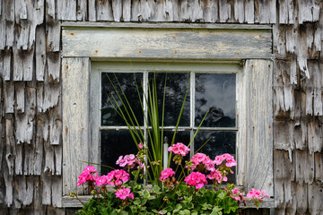 Fototapeta na wymiar Old restored A-Frame clapboard barn on the Maine coast shows off it's beauty in summer with flowers and flower boxes