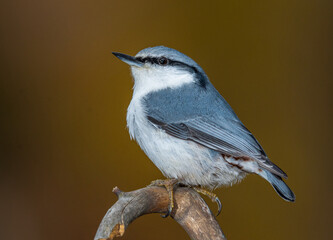 nuthatch