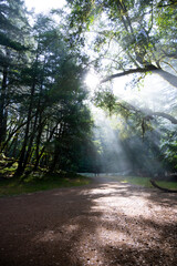 Sun rays on a path in a forest
