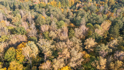 Polish part of Bialowieza Forest to east