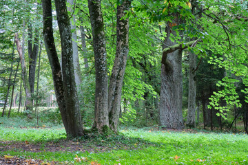 Autumnal deciduous tree stand with hornbeams and oaks