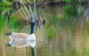 Canada Goose