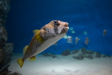 Puffer fish in an aquarium, exotic fish (Arothron hispidus), shooting date July 31, 2020
