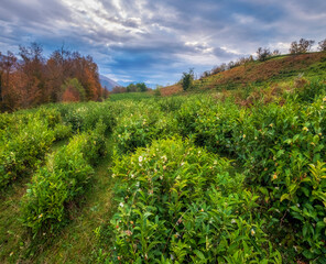 Fototapeta na wymiar blooming Green tea fields against the backdrop of mountain peaks.