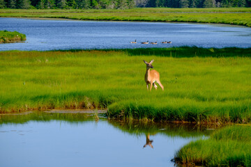 Obraz na płótnie Canvas Summer Whitetail deer feeding out on a beautiful green marsh surround by blue waters of the many Maine inlets around the state