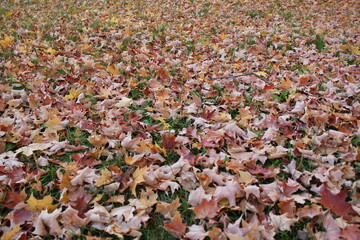 autumn trees