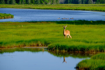 Summer Whitetail deer feeding out on a beautiful green marsh surround by blue waters of the many Maine inlets around the state - obrazy, fototapety, plakaty