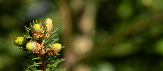 Grüne frische Knospen an einer Föhre / Kiefer / Nadelbaum (Lat.: Pinus /  Pinaceae / Pinophyta) -...