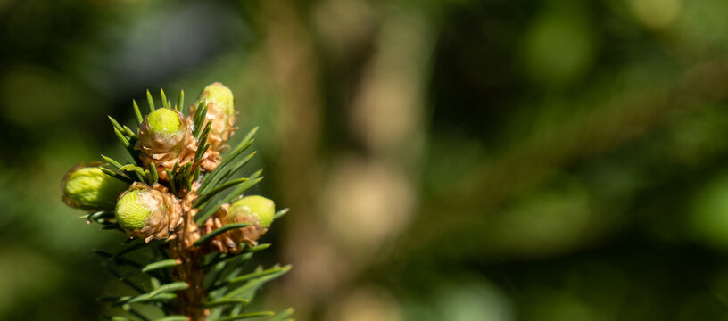 Gr&uuml;ne frische Knospen an einer F&ouml;hre / Kiefer / Nadelbaum (Lat.: Pinus /  Pinaceae / Pinophyta) - panoramisch, breit, web, Hintergrund