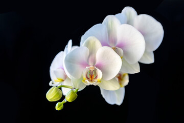 Fototapeta na wymiar Blooming white orchid on a black background. Home flowers, floriculture, hobbies.