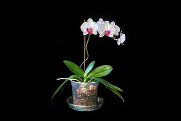 Blooming white orchid in a pot on a black background. Home flowers, floriculture, hobbies.