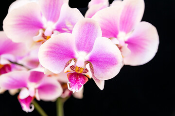 Fototapeta na wymiar Blooming pink orchid on a black background. Home flowers, floriculture, hobbies.
